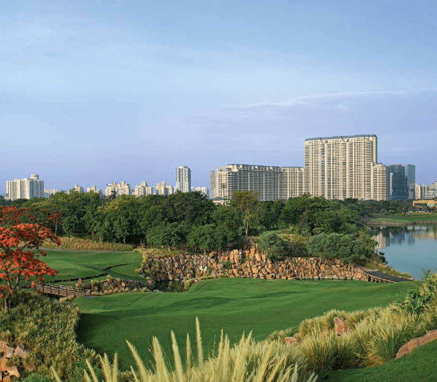 DLF Camellias